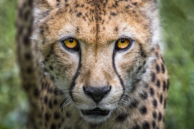 gepard velká kočka