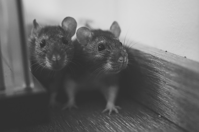 dva potkany pri stene.jpg
